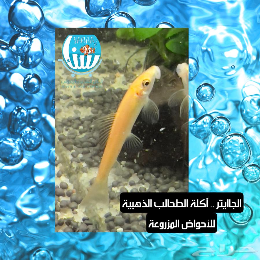 Assorted River Fish64511029435907110