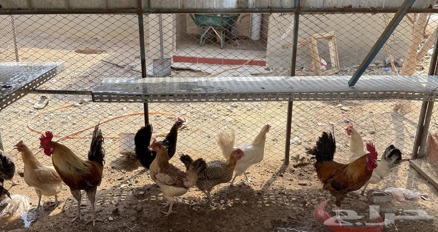 دجاج بلدي64515864069121111