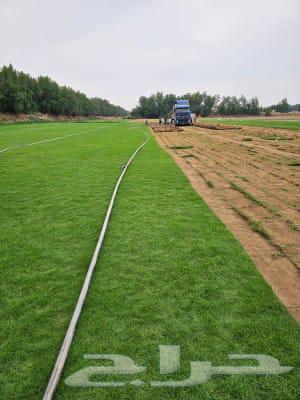 لبيع نجيله طبيعيه خضراء64511954147713114