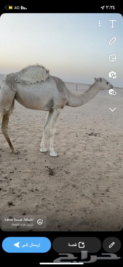 بكره شقحاء العمر عشر شهور للبيع64511409866113111