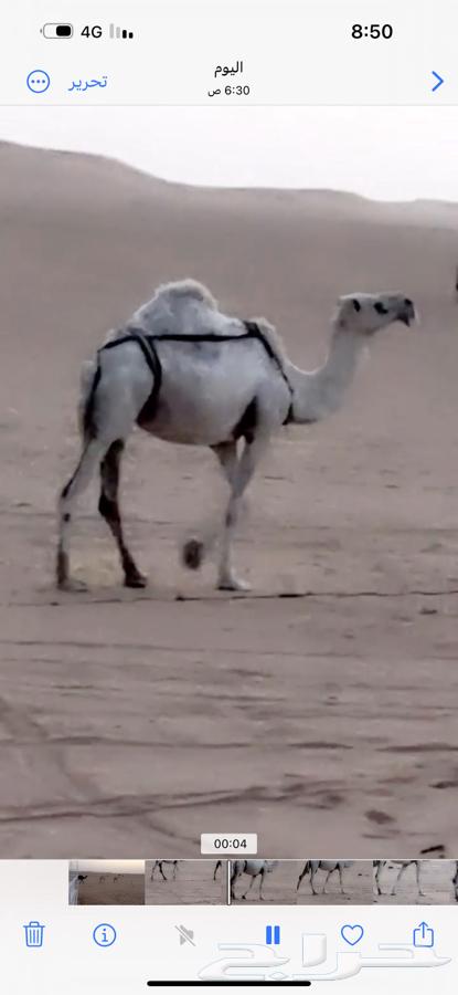 Aishra and sheep for sale64513866644483110