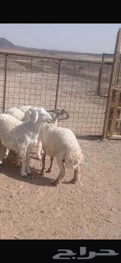 ذبايح للبيع64517547335938114