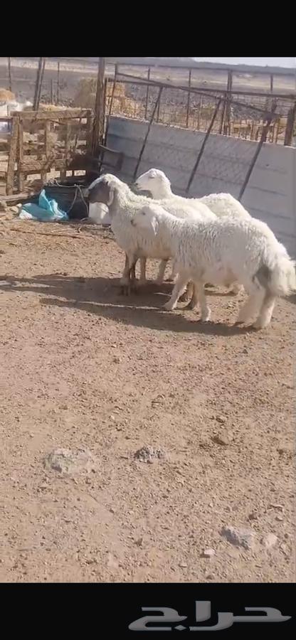 ذبايح للبيع64517547335938110