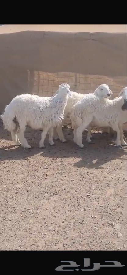 ذبايح للبيع64517547335938111