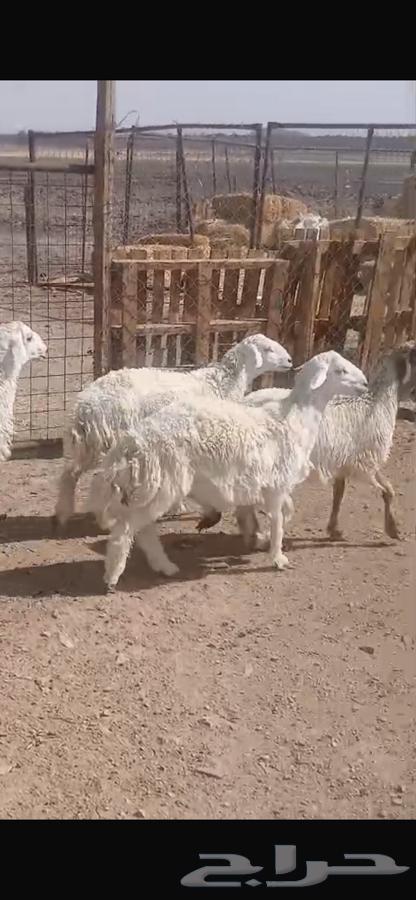 ذبايح للبيع64517547335938113