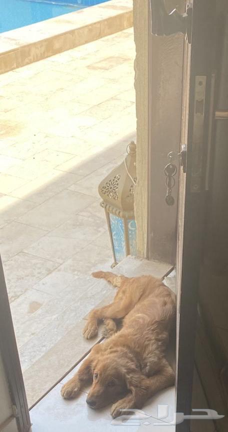 كلب قولدن للبيع64516672481155111