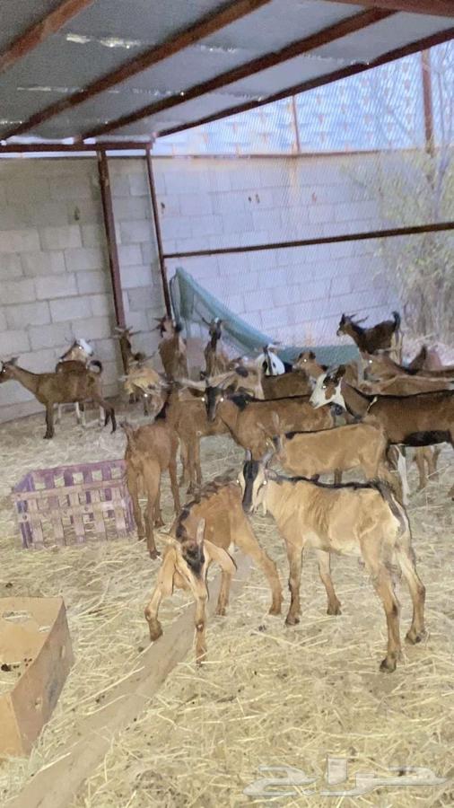 تيوس للبيع الموقع الدرب جمله64518353594881111