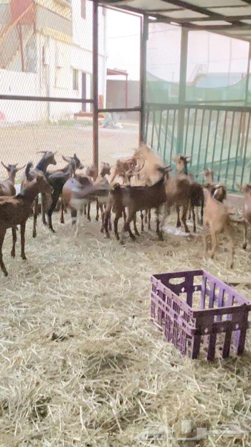 تيوس للبيع الموقع الدرب جمله64518353594881114