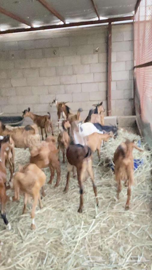 تيوس للبيع الموقع الدرب جمله64518353594881110