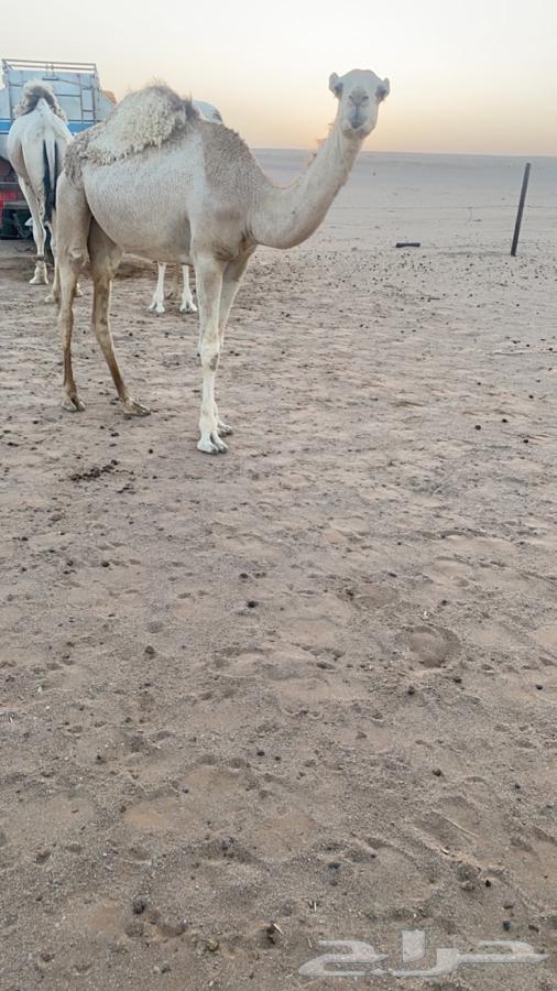 بكره شقحاء العمر عشر شهور للبيع64511409866113112