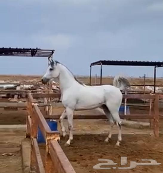 حصان واهو شيخ ماشاء الله64512818614401110