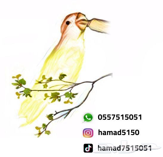 Farkh Kenjoor (((Sold, site commission transferred)))64514389826945113