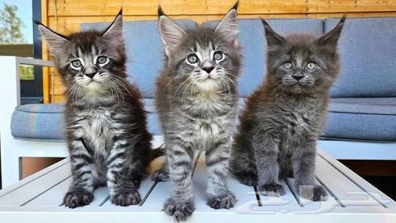 قطط ماين كون شهرين للبيع مستوردين64511661382146111