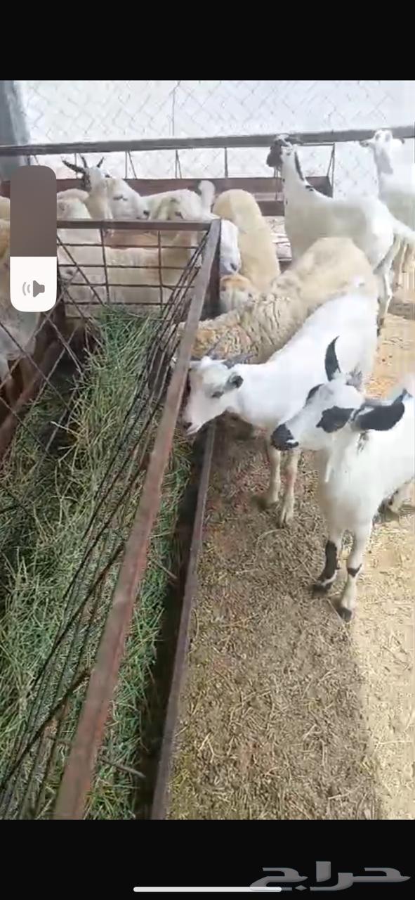 تيوس خرفان للبيع64515263220737114