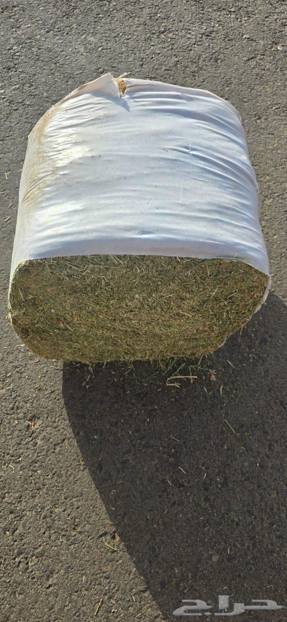 Imported Alfalfa in Tabuk64517062517250113