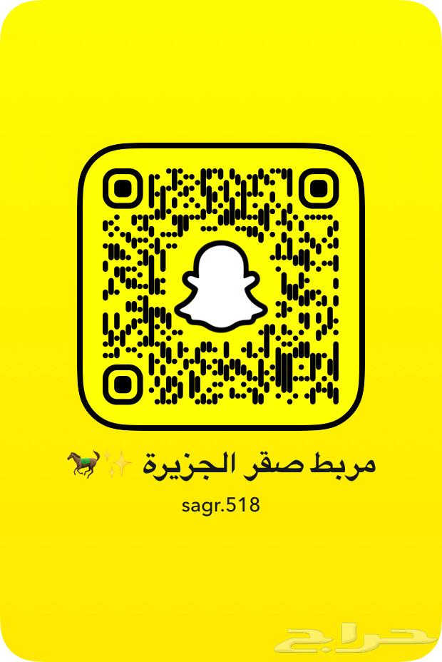 حصان واهو شيخ ماشاء الله64512818614401112