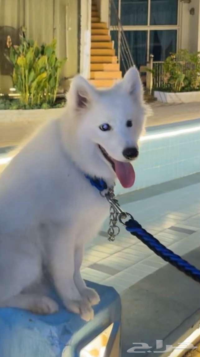 كلب سامويد64518860143489112