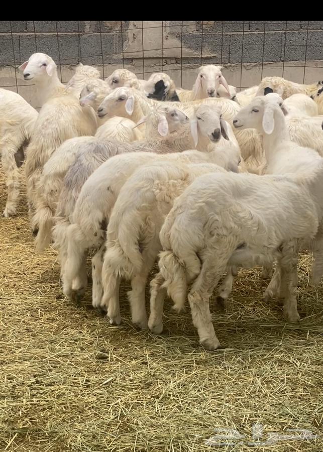 خرفان بلديات نظيفه جدا كرامات وثلاجه يوجدتوصيل نجران64516296838402110