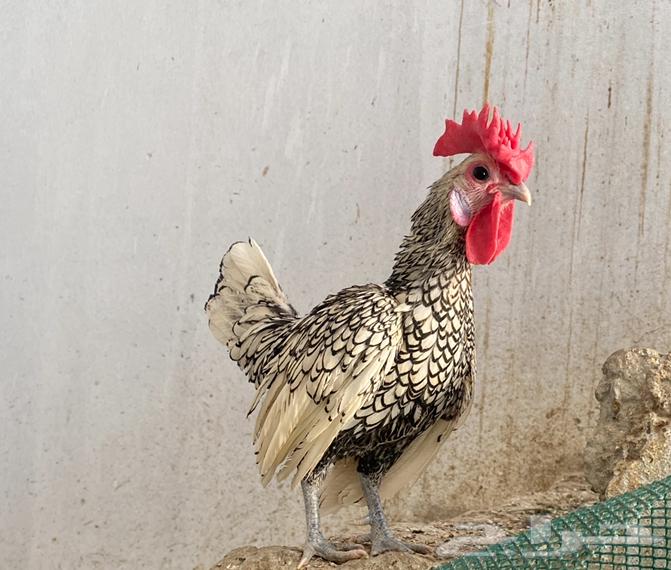 ديك سبرايت للبيع الموقع الخبراء64513825253505111