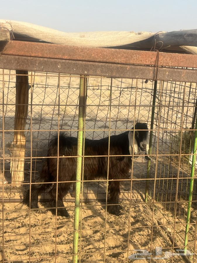 تيس سمين العمر 9 شهور للبيع الحد 120064516282765570110