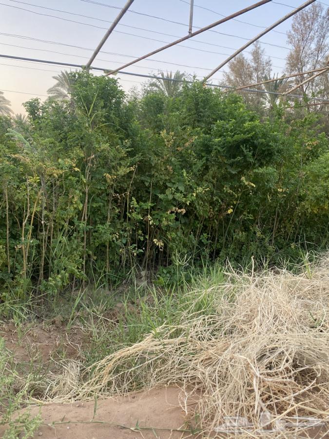 للبيع جملة 6 الاف شتلة64513272157058113