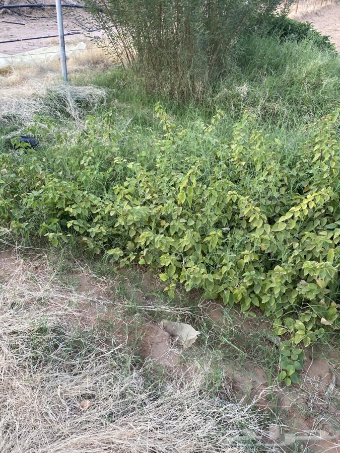 للبيع جملة 6 الاف شتلة64513272157058112