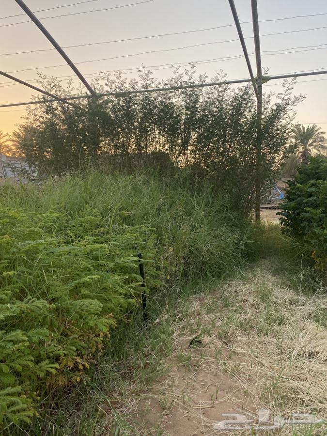 للبيع جملة 6 الاف شتلة64513272157058110