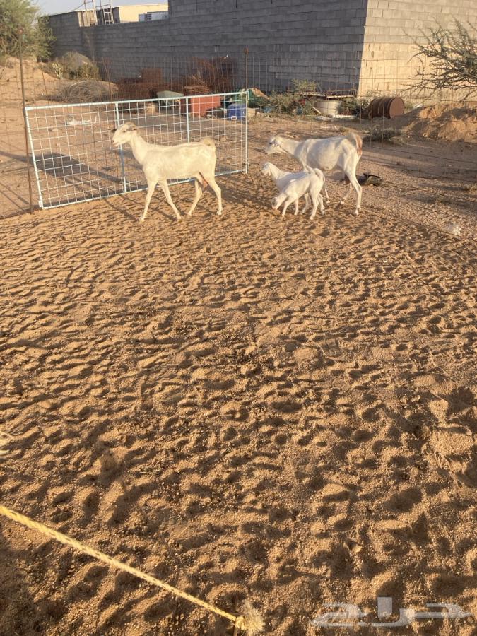 للبيع معزا بيشيات خلفات64512009187586113