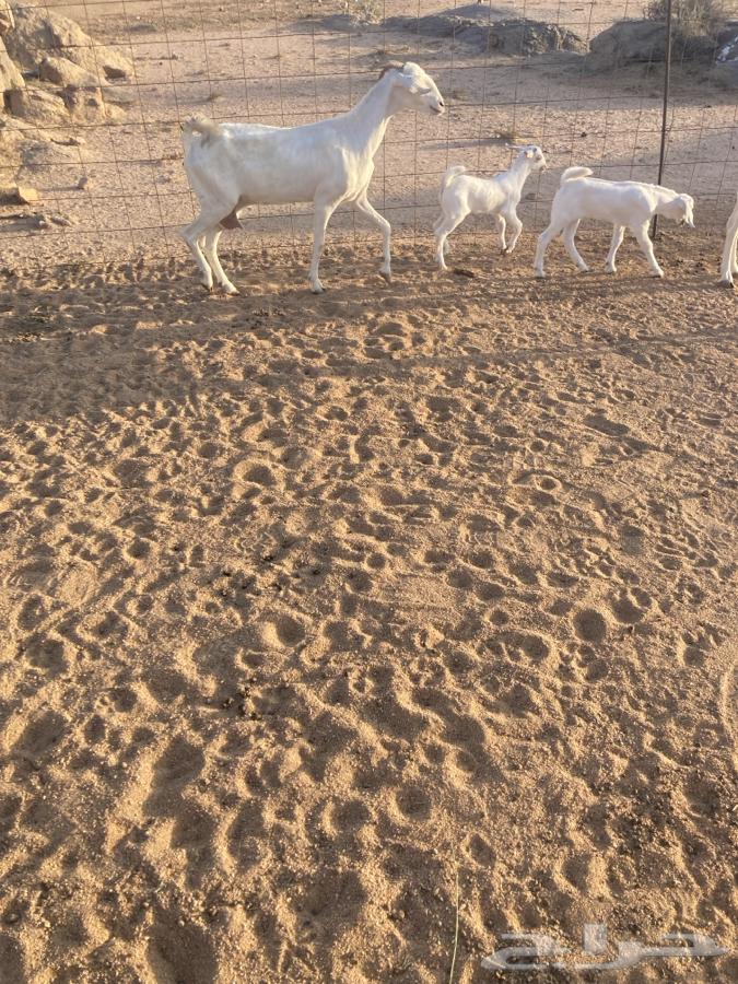 للبيع معزا بيشيات خلفات64512009187586114