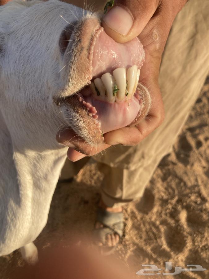 للبيع معزا بيشيات خلفات64512009187586110