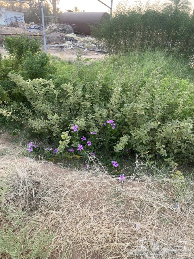 للبيع جملة 6 الاف شتلة64513272157058114