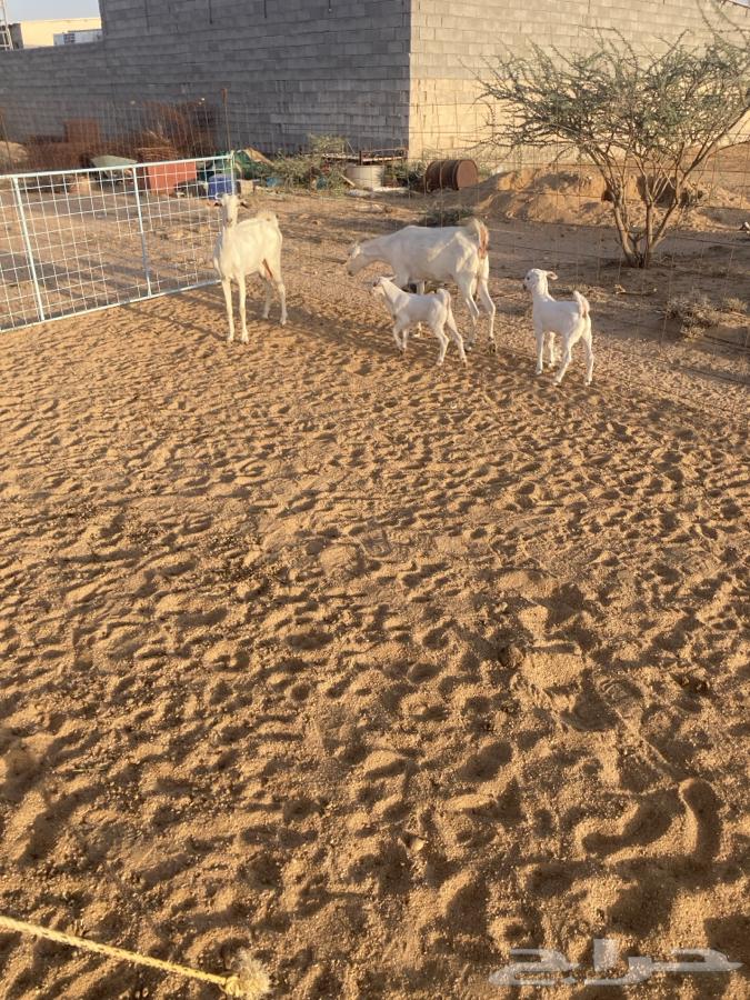 للبيع معزا بيشيات خلفات64512009187586112