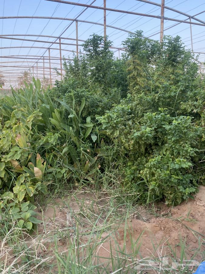 للبيع جملة 6 الاف شتلة64513272157058111