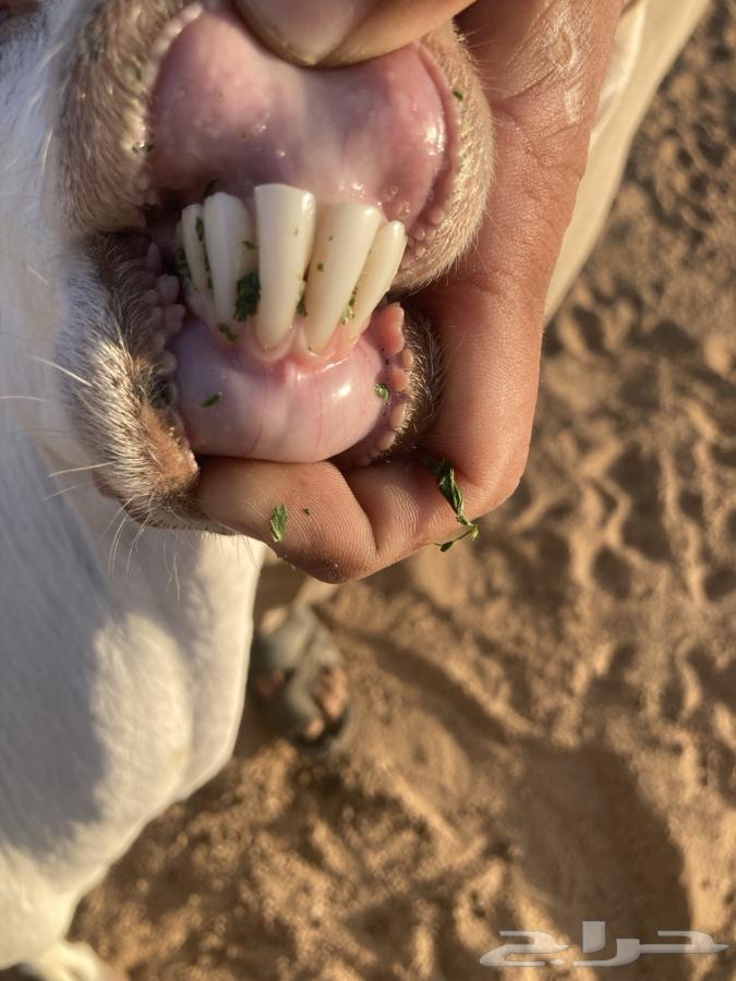 للبيع معزا بيشيات خلفات64512009187586111