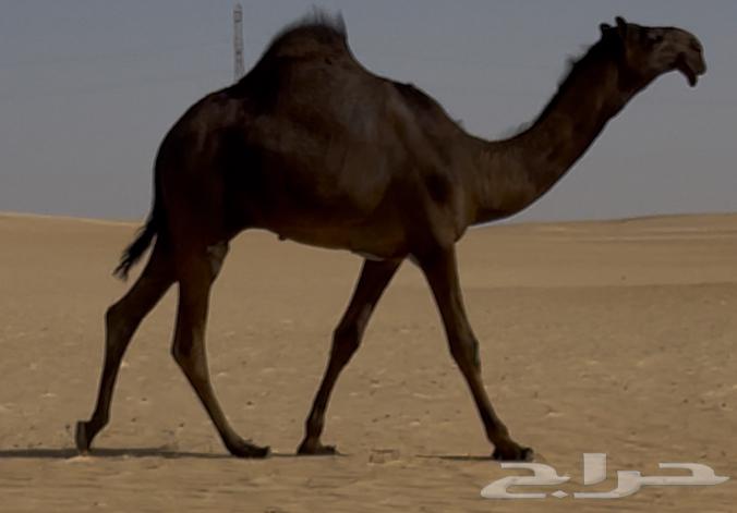 مجهم للبيع قعود طيب جدا وسلالته طيبه64518148699010110