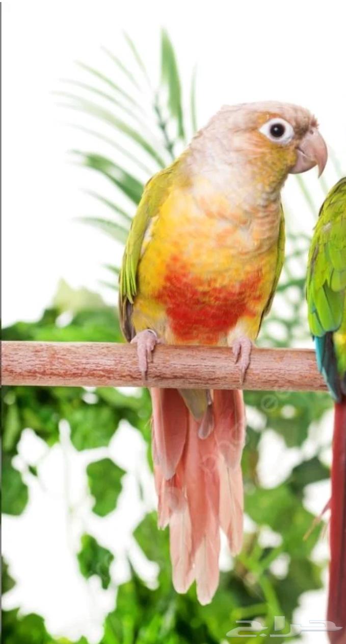 جوز كنيور64513866587266111