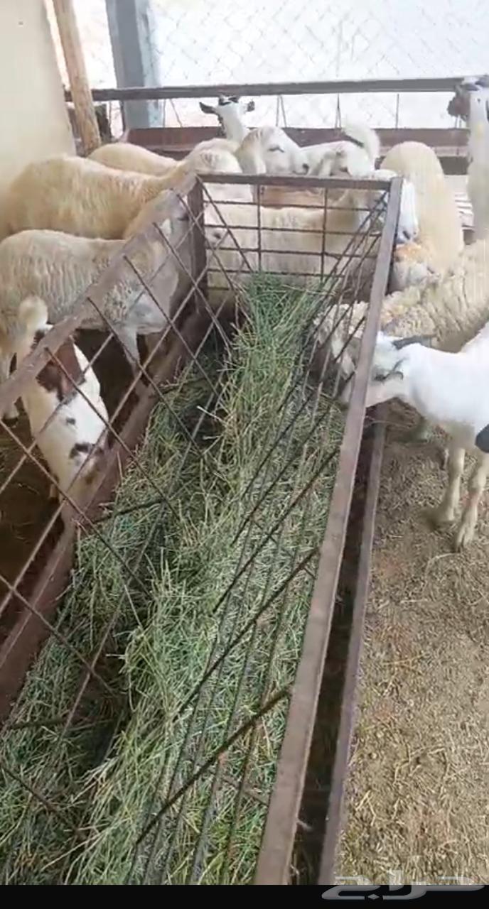 تيوس خرفان للبيع64515263220737111