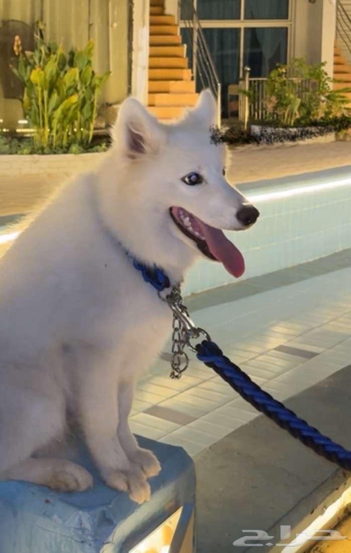 كلب سامويد64518860143489110