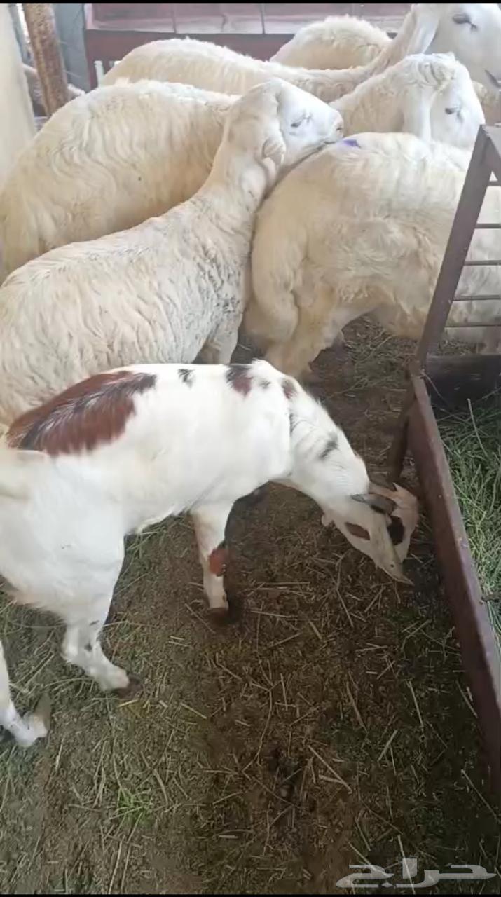 تيوس خرفان للبيع64515263220737113