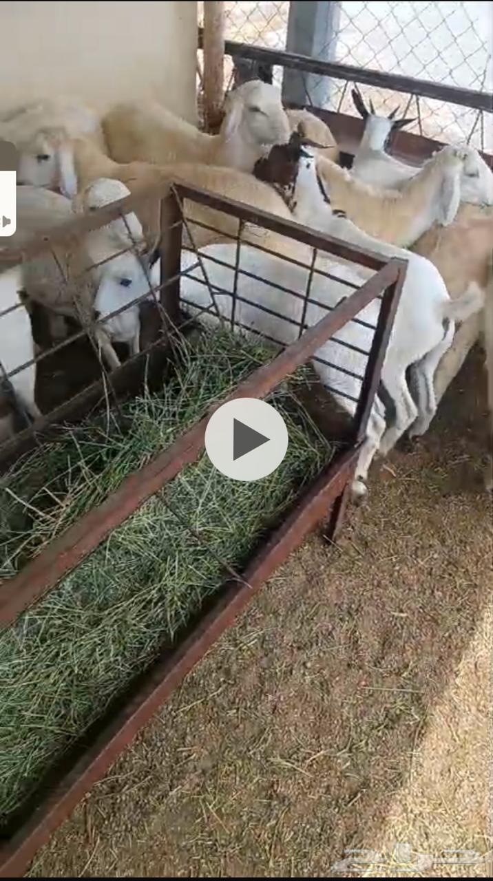 تيوس خرفان للبيع64515263220737112