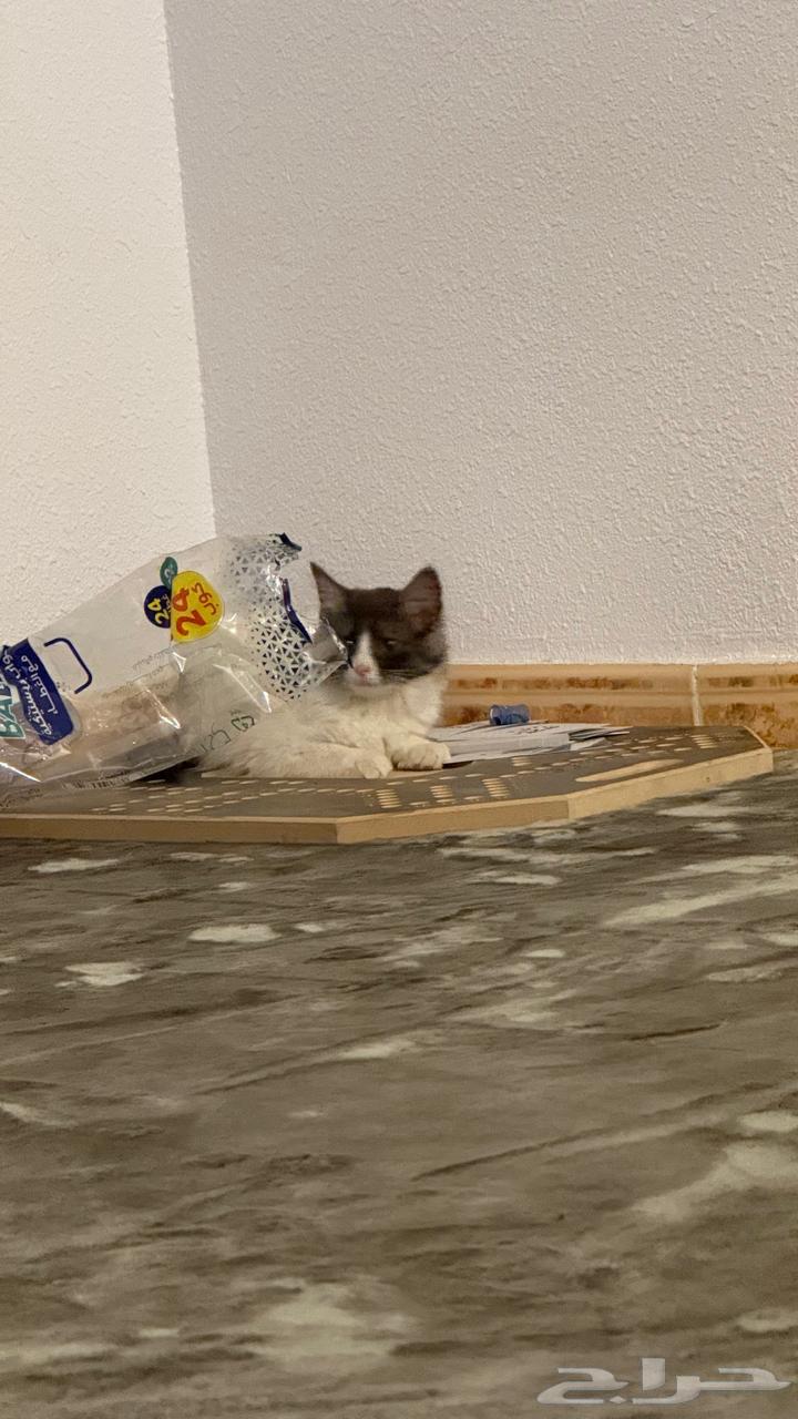 قط - قطط للبيع ابها64513907843075110