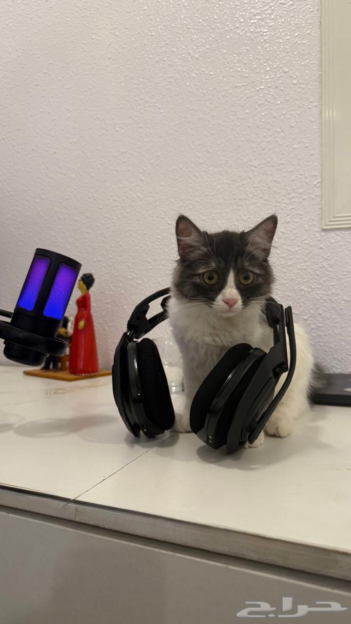 قط - قطط للبيع ابها64513907843075112
