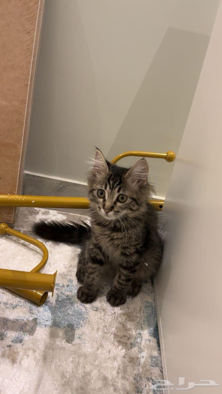 قطط للبيع64518083834113112