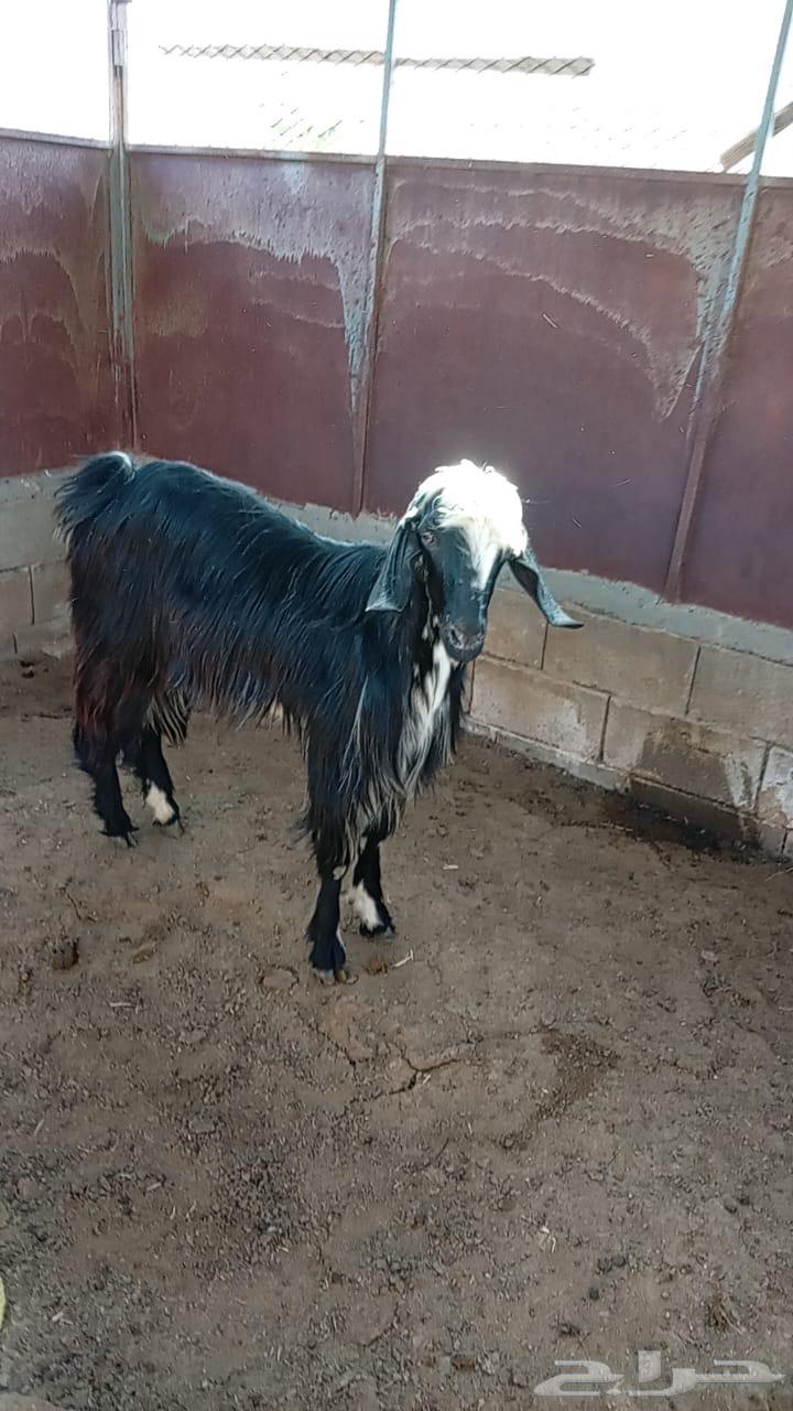 تيس للبيع بلدي64512964765699111