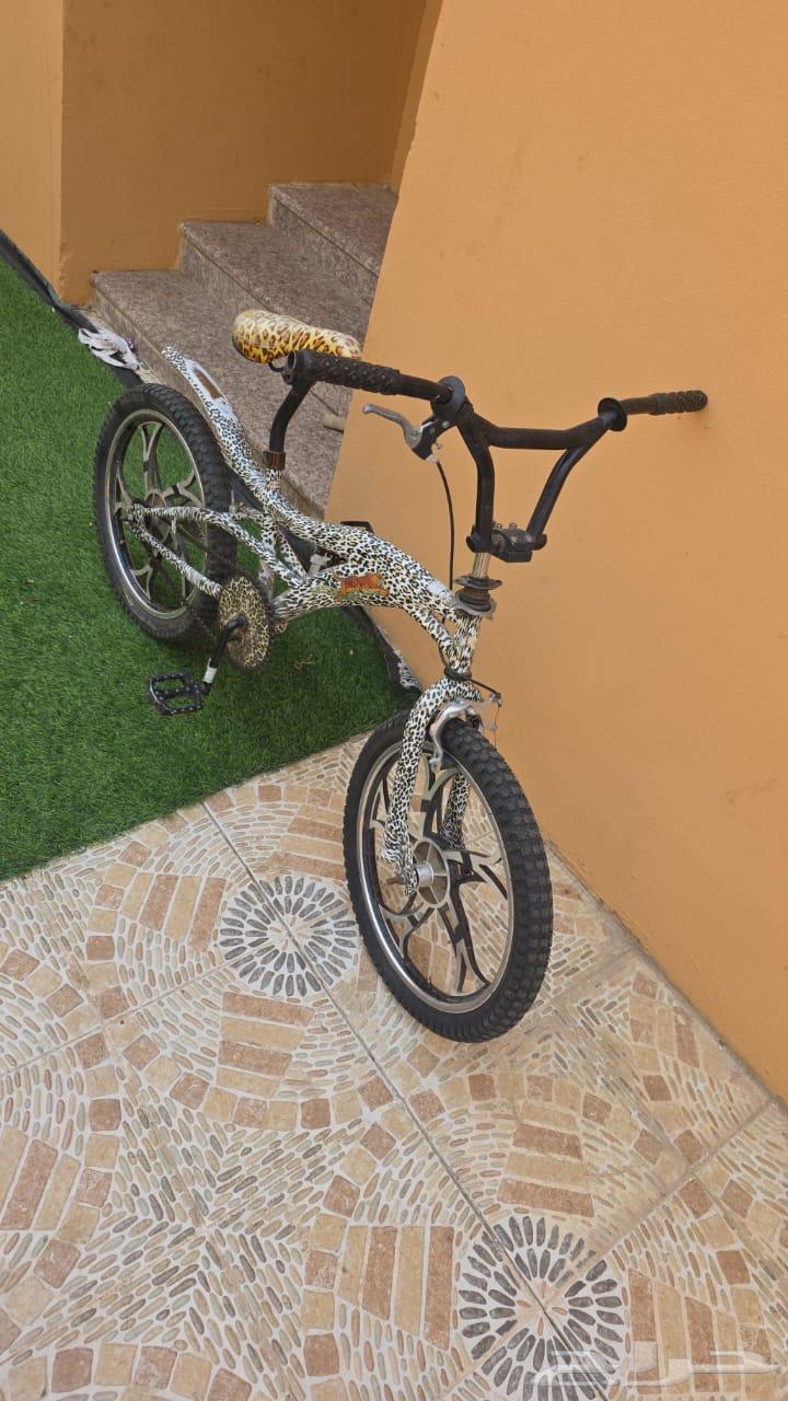 سيكل الفهد جنوط نجمة اخو الجديد حجم 2064513645466755113