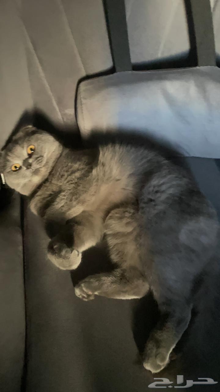 انثى سكوتش فولد للبيع64516155721857112