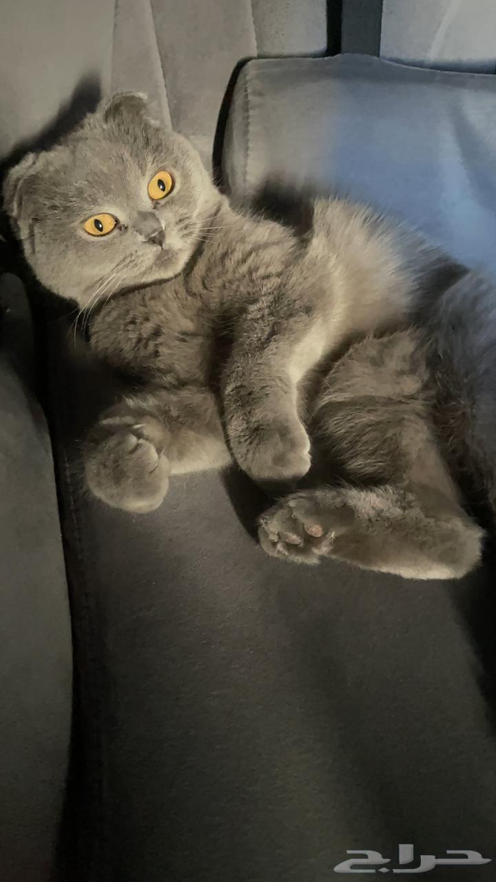 انثى سكوتش فولد للبيع64516155721857111