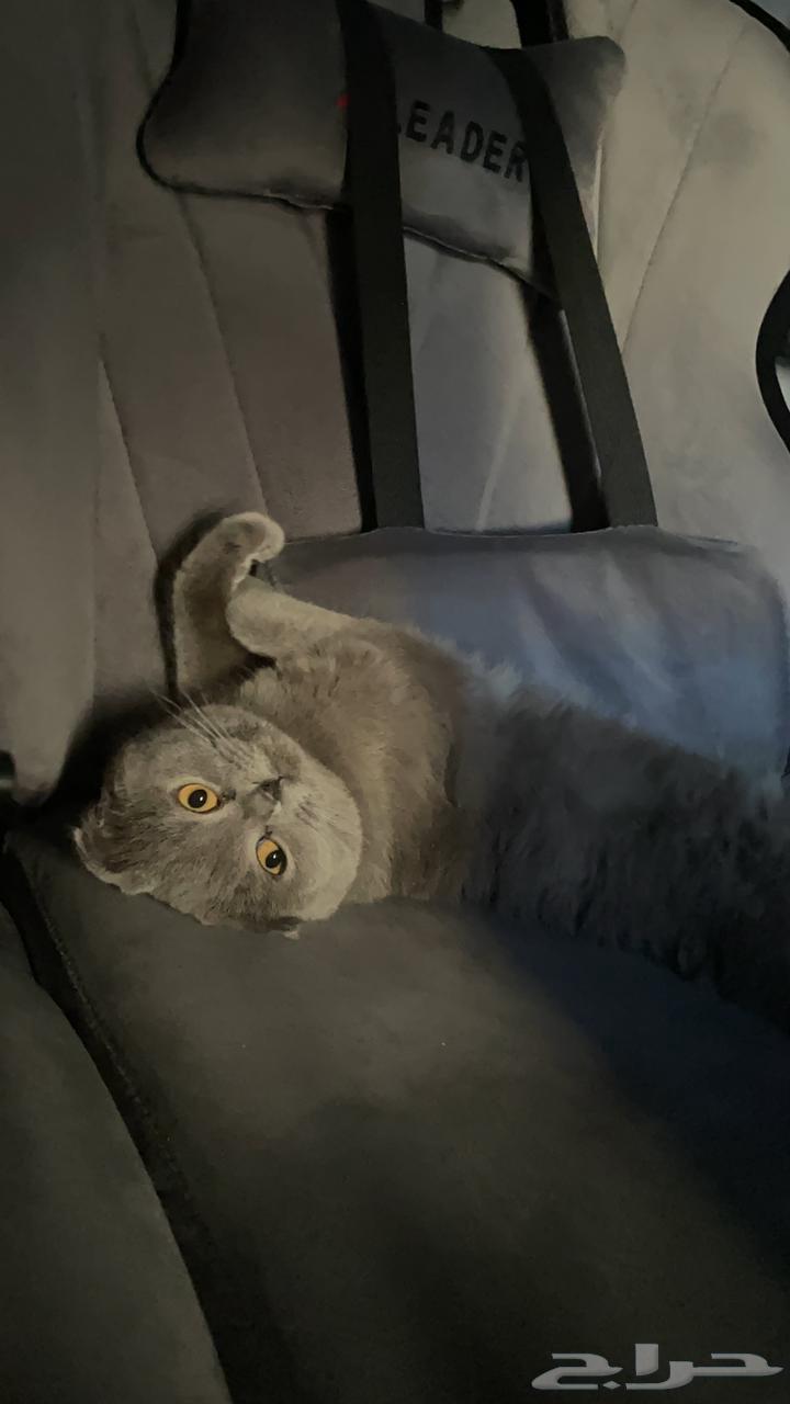 انثى سكوتش فولد للبيع64516155721857113