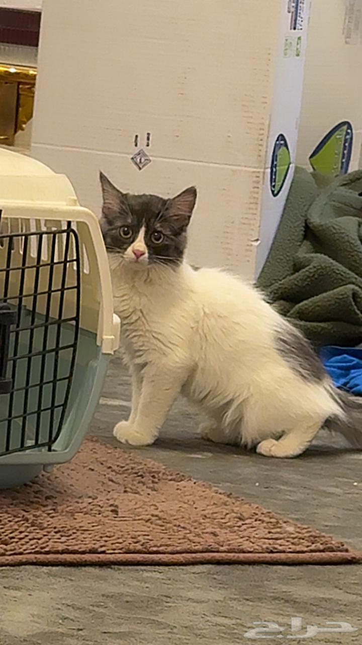 قط - قطط للبيع ابها64513907843075111
