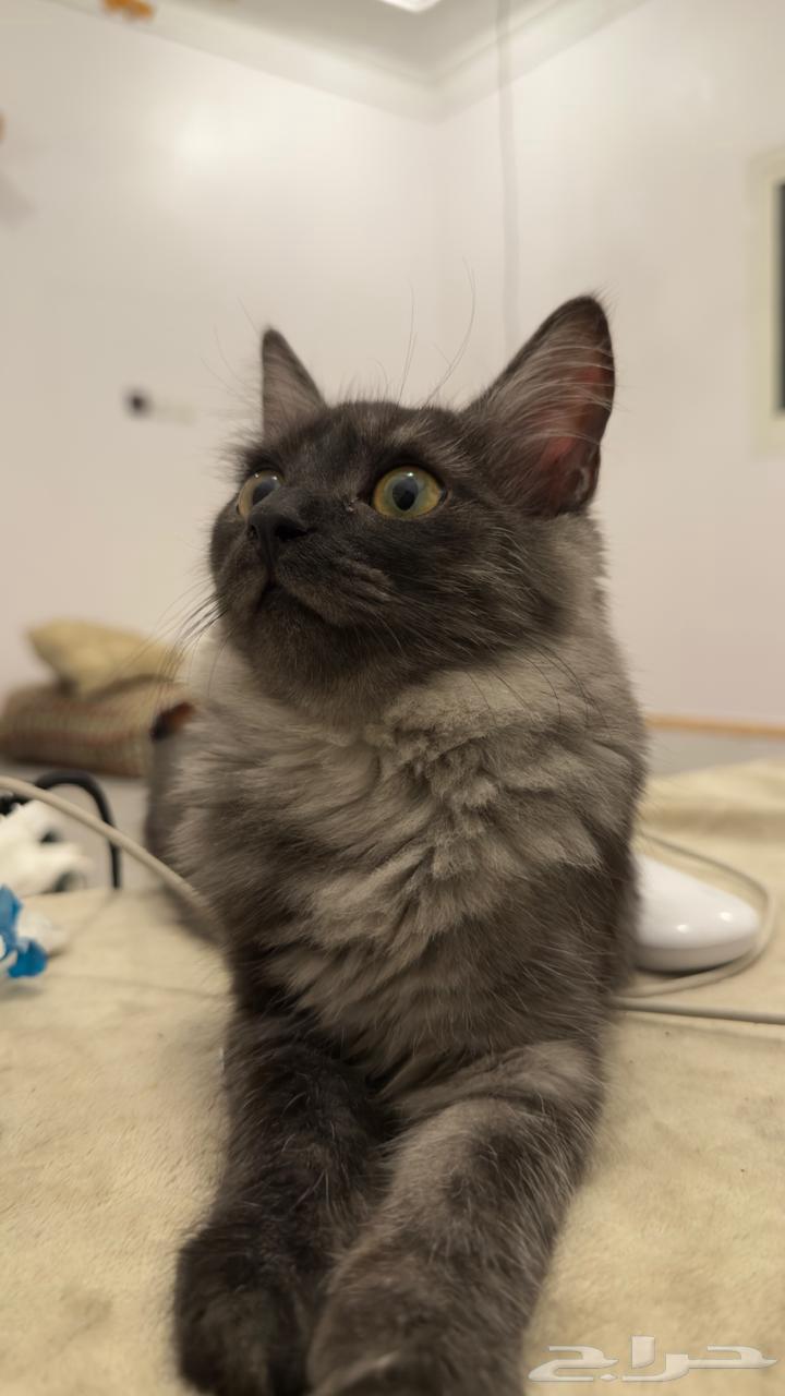 قط - قطط للبيع ابها64513907843075114